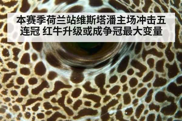 本赛季荷兰站维斯塔潘主场冲击五连冠 红牛升级或成争冠最大变量